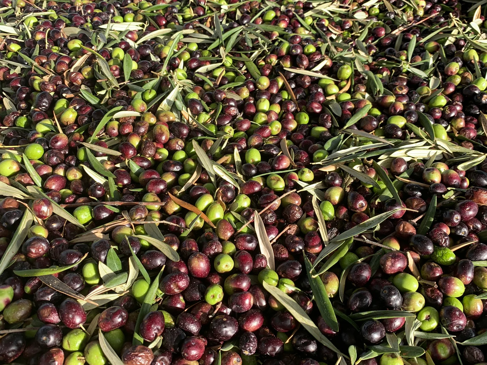 Zeytin Üretim, Hasat ve Pazarlama Tekniklerinin Avrupa Birliği Standartlarında İncelenmesi Projesi