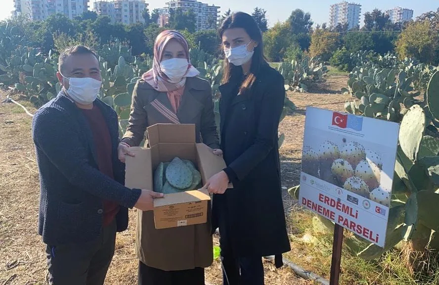 Three people holding a box of prickly pear pads at the Erdemli trial plot