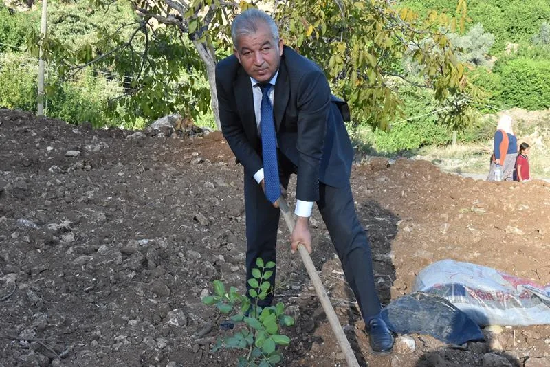 Erdemli'deki arazide bir keçiboynuzu fidanının çevresine kürekle toprak doldurulması