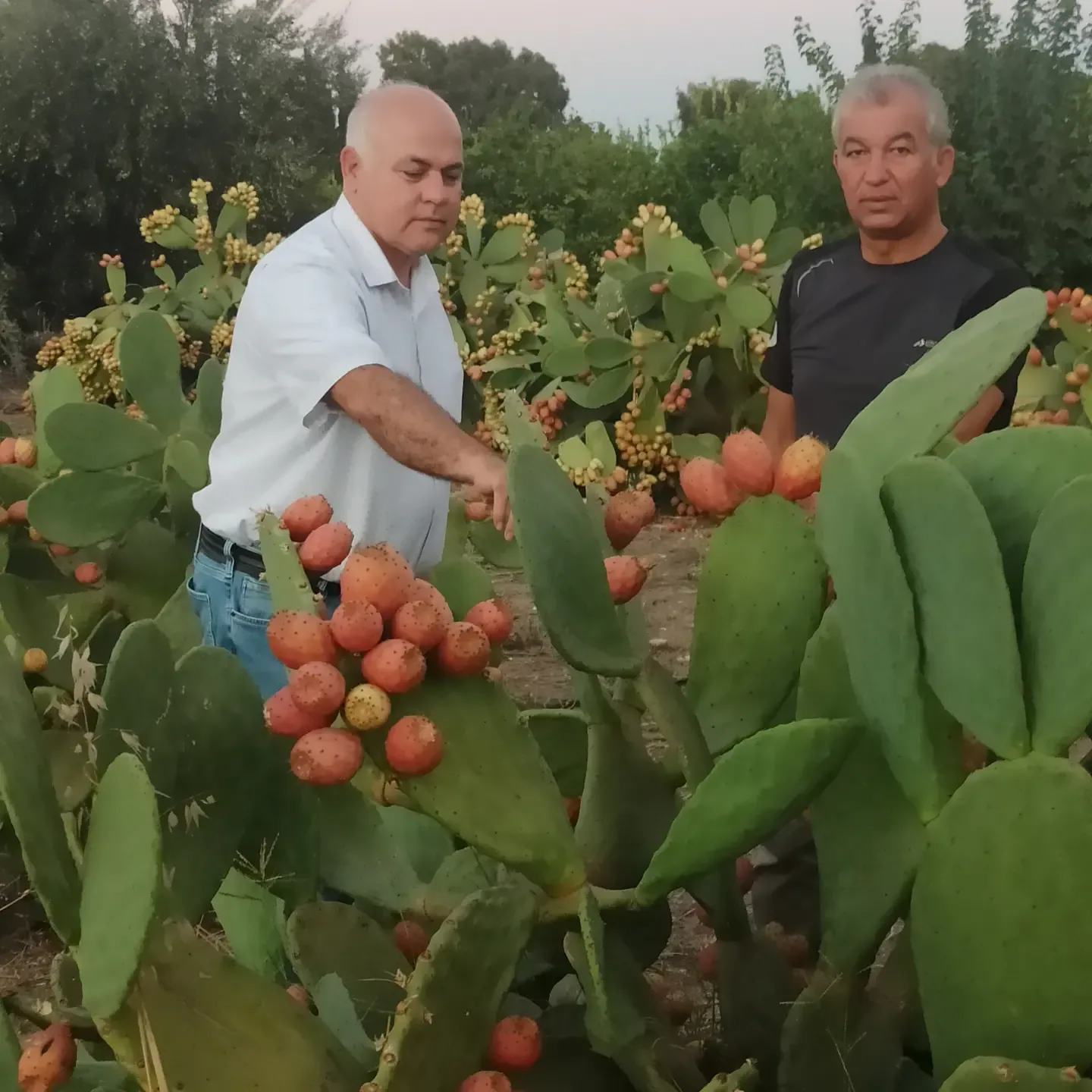 Kongre hazırlığı paylaşımında meyveli Hint inciri bitkilerinin arasında duran iki kişi