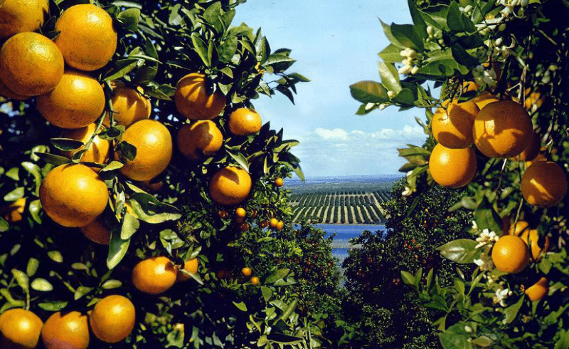 Citrus Farmers Training Program
