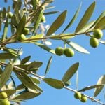 Olive production in the European Union Standards, Technical Investigation of Harvest and Marketing Project